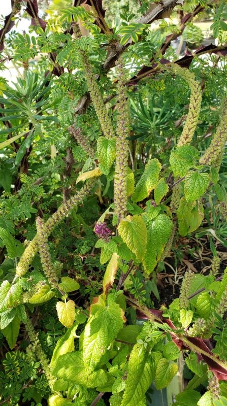 Da Vancouver (Canada): cv di Teucrium hircanicum (Lamiaceae)